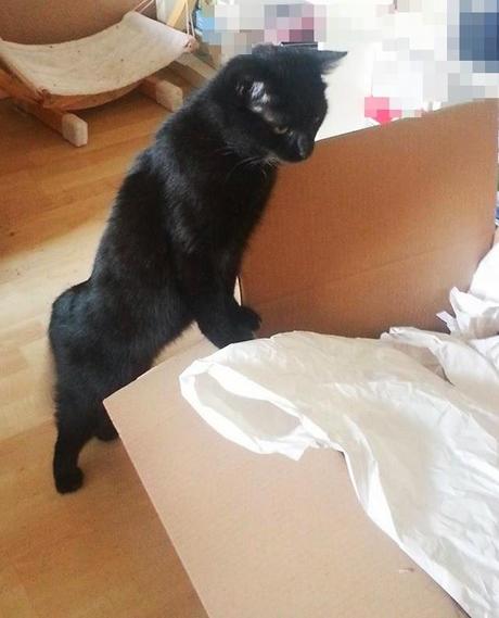 SIEGER..SIEGER..FRESSEN..FRESSEN..?!