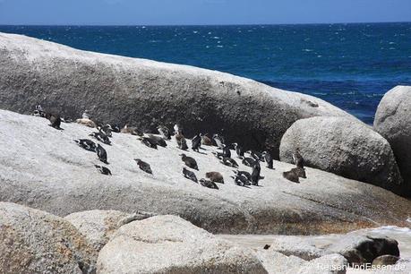 Pinguine in Bolders Bay