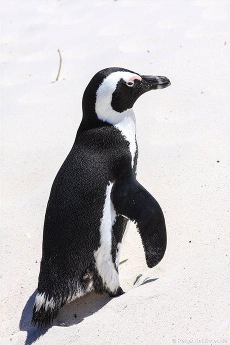 Pinguin bei Bolders Bay