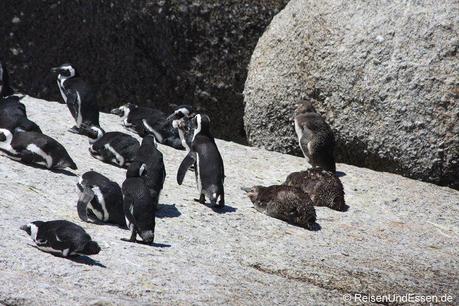 Pinguinkolonie mit Jungen in Bolders Bay