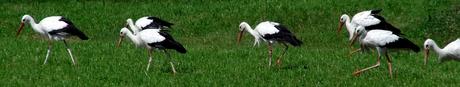 Storch5