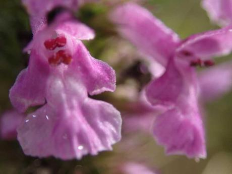 Blütenwunder im Bois de Filain.  - Foto: Erich Kimmich