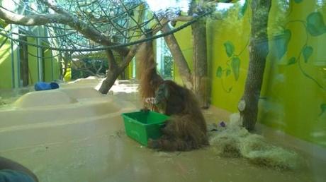 Affen im Tierpark - Oran Utan