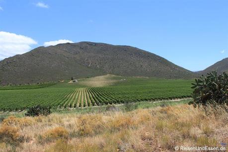 Weinanbaugebiet bei Robertson