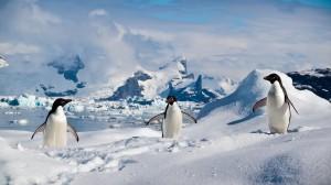 Pinguine im Schnee auf den faszinierenden Süd-Shetland-Inseln, © ravas51, Wikimedia Commons