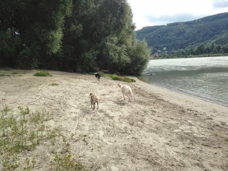 Windhundeausflug auf die Donauinsel