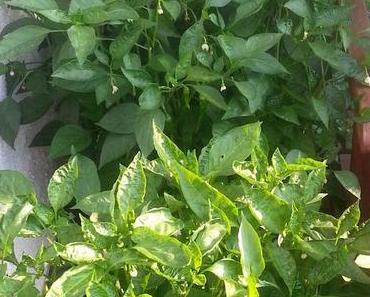 Peperoni-Trauerspiel