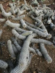 Der kriechende Kaktus Creeping Devil, © Pamla J. Eisenberg, Wikimedia Commons