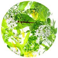 Gemüse des Monats Mai: der Spargel