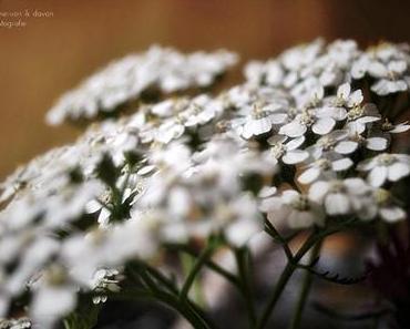 Frisch von der Wiese