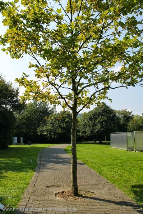 12 von 12 12 v 12 Skulpturenpark Köln Baum auf Weg gepflanzt
