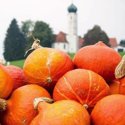 Basic COOK 4#: Kürbispüree und eine Hommage an den Herbst: Apfel-Kürbis-Tarte!