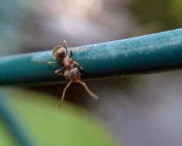 Camponotus ligniperda | MakroMontag