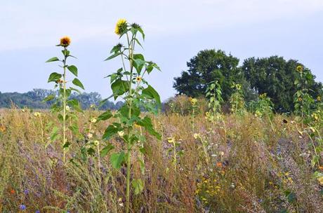 Blühwiese zur Erhaltung der Artenvielfalt auf der Obstplantage von Alexander Krings in Rheinbach