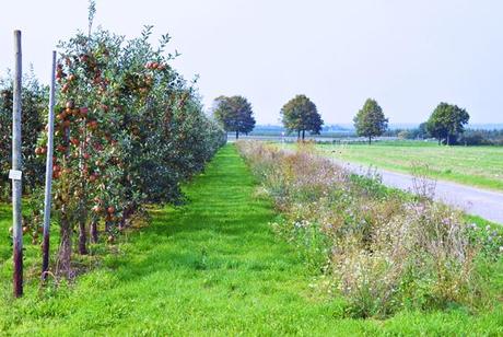 Für mehr Biodiversität: Blühstreifen am Rand der Apfelülantagen