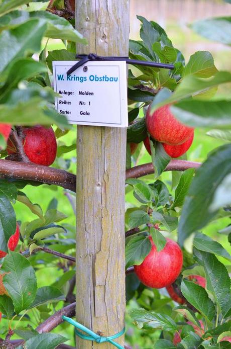Apfelernte beim Obstbauern Alexander Krings in Rheinbach