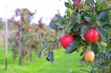 Apfelernte mit REWE - dem Obstbauern Alexander Krings über die Schulter geschaut