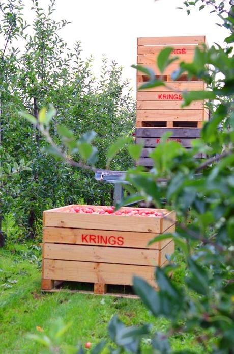 Apfelkisten beim Obstbauern Alexander Krings in Rheinbach