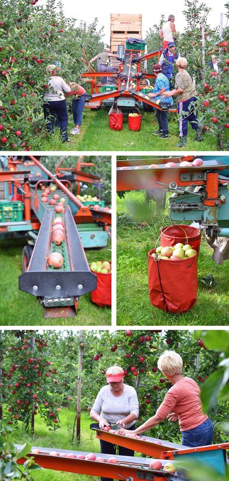 Apfelernt bei Obstbauer Alexander Krings in Rheinbach