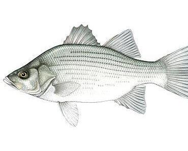 Der Fischflüsterer