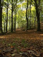 Reise-Galerie: Märchenhafte Herbstwälder rund um Burg Ebersburg