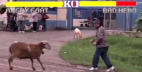 Street Fighter Angry Goat Edition: Eine Headnut Ziege zieht ihre Kreise