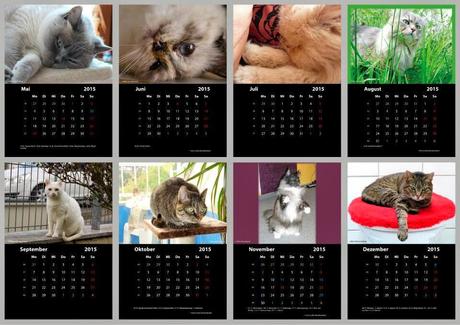 Katzenkalender für einen guten Zweck