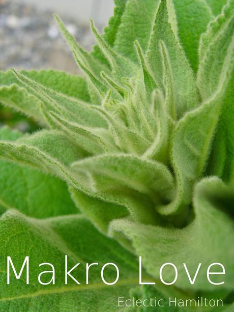 Makro Love 6 - Vorhersage