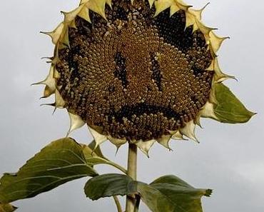 sad little sunflower