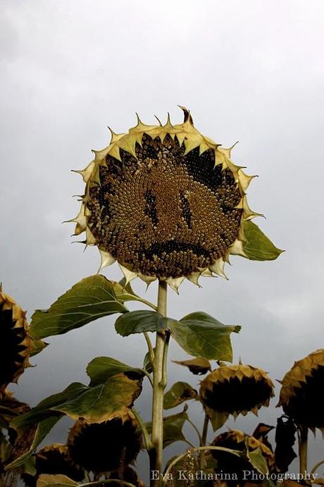 sad little sunflower