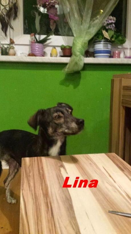 Lina möchte gern verstanden werden!