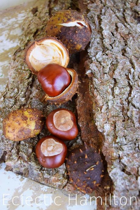 Glück aus dem Wald - Chestnut Love