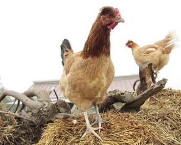 Happy chicken ! Ein Blick ins Herrmannsdorfer Landhuhn Projekt