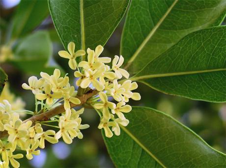 Osmanthus fragrance_wikiped
