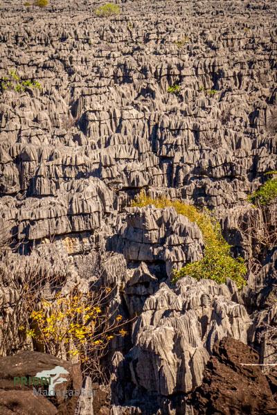 Die Tsingy-Kalksteinformationen im Nationalpark Ankarana im Norden Madagaskars, südlich von Diego Suarez. Copyright PRIORI Reisen.