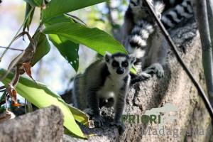 Katta-Lemur auf Steinen im Süden von Madagaskar.