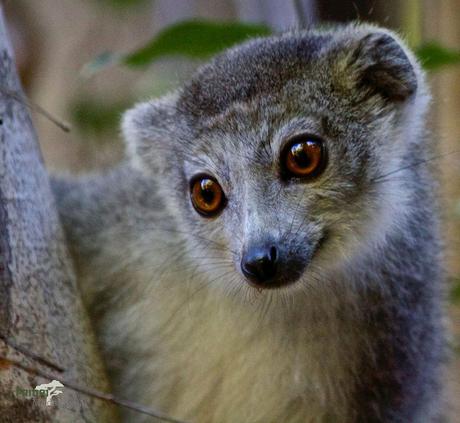 Kronen-Lemur im Ankarana Nationalpark. PRIORI Reisen.