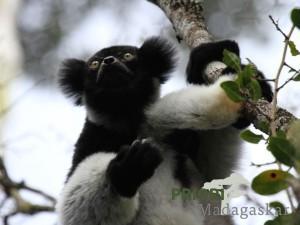 Madagaskar und seine Lemuren