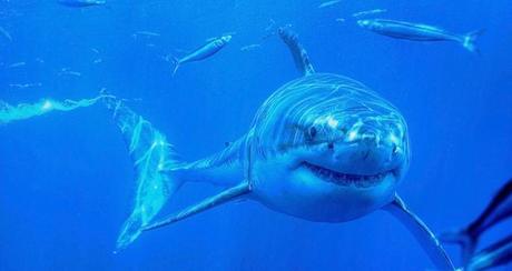 Hai-Attacke in Australien