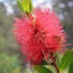 Wildblumen im Südwesten Australiens (Teil 2/2)
