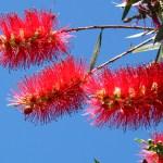 Wildblumen im Südwesten Australiens (Teil 2/2)