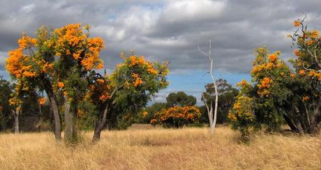Wildblumen im Südwesten Australiens Westaustralischer Weihnachtsbaum (Nuytsia floribunda) /Munji