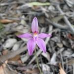 Wildblumen im Südwesten Australiens (Teil 1/2)