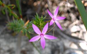 Pinke Sternblumen (Calytrix decandra)