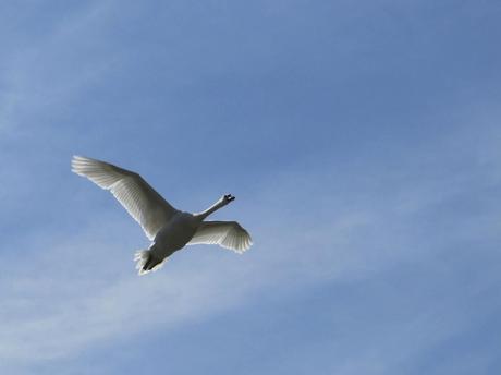 Warum Reisen? Vögel beobachten ist nicht nur etwas für Ornithologen