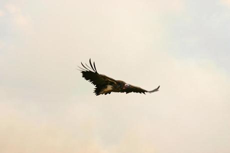 Warum Reisen? Vögel beobachten ist nicht nur etwas für Ornithologen