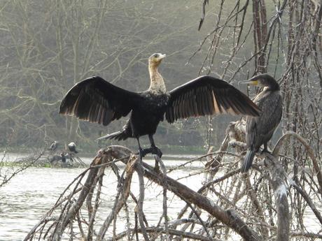 Warum Reisen? Vögel beobachten ist nicht nur etwas für Ornithologen