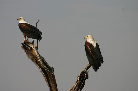 Warum Reisen? Vögel beobachten ist nicht nur etwas für Ornithologen