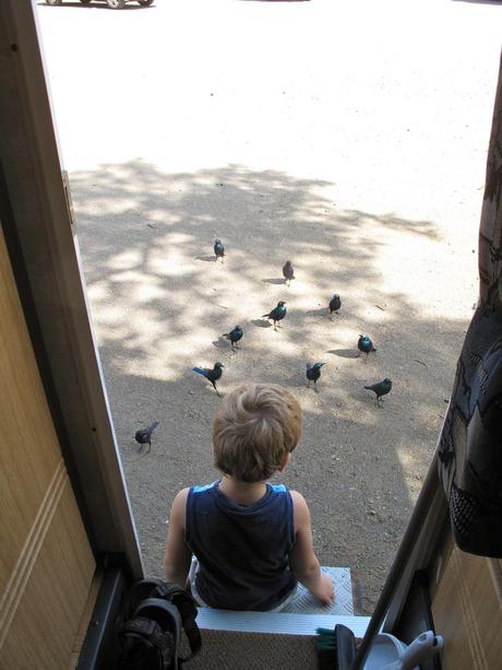 Warum Reisen? Vögel beobachten ist nicht nur etwas für Ornithologen