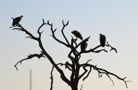 Warum Reisen? Vögel beobachten ist nicht nur etwas für Ornithologen